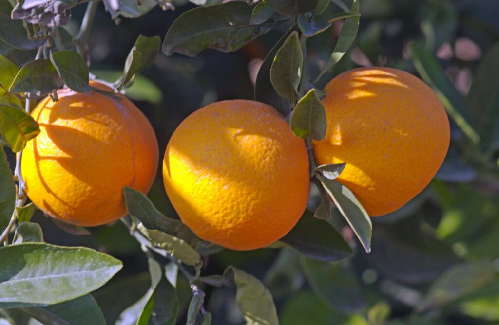 Pomaranče v španski regiji Murcia