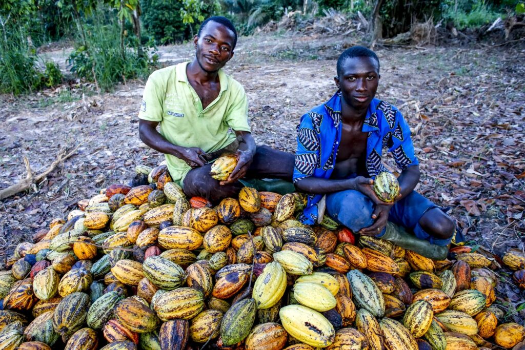 Obiralci kakava v Slonokoščeni obali