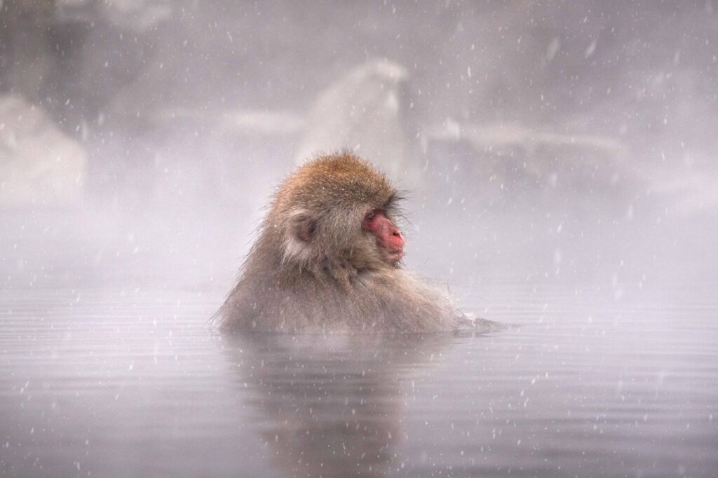 Snežne opice, ki se namakajo v vodnih vrelcih na Japonskem