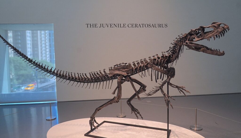 ceratozaver, okostje, dražba, Sotheby's