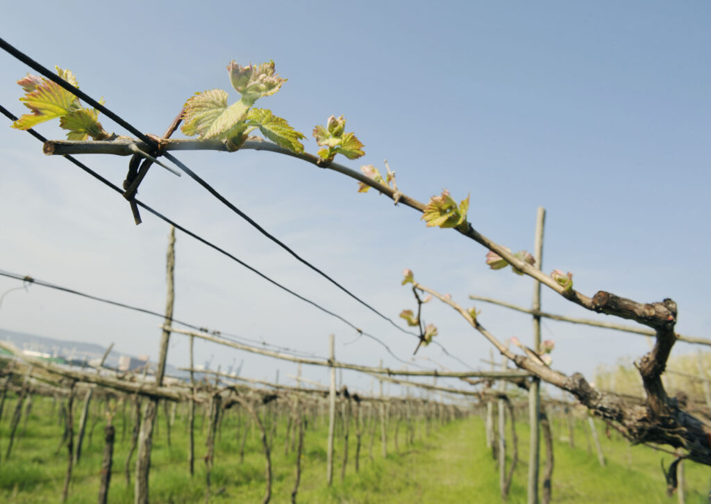 vinograd, Ankaran, 2009