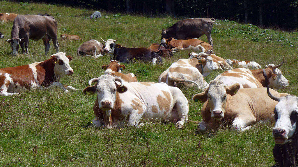 živinoreja, govedoreja, pa&scaron;a, krave