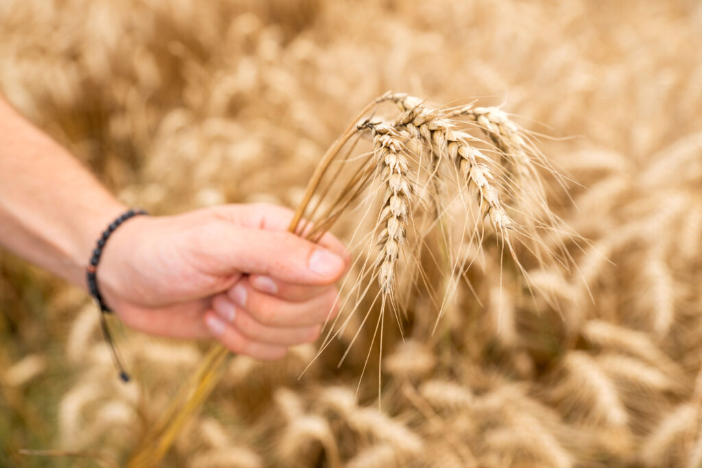 žito, p&scaron;enica, kmetovanje